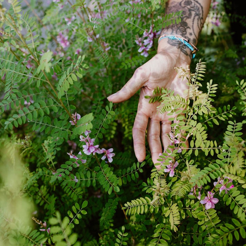 Main effleurant fleurs sauvages et feuillage dense Main humaine tatouée effleurant des feuilles vertes et des petites fleurs violettes de plantes sauvages en pleine nature.