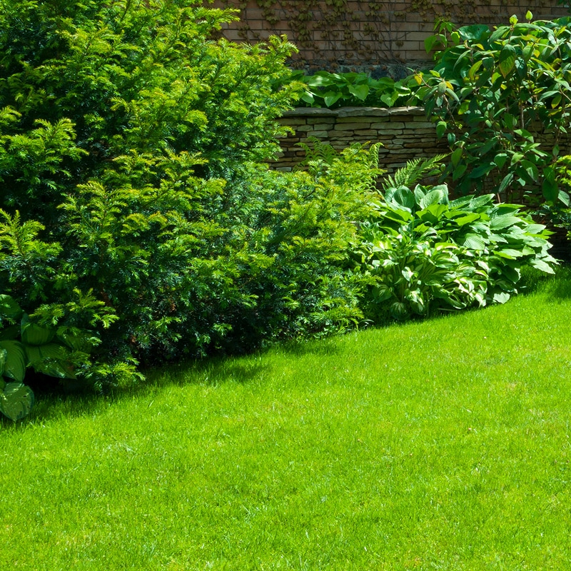 Pelouse verte luxuriante bordée d'arbustes denses à feuilles persistantes et d'hostas, avec un mur de pierres sèches en arrière-plan sous un ensoleillement vif.
